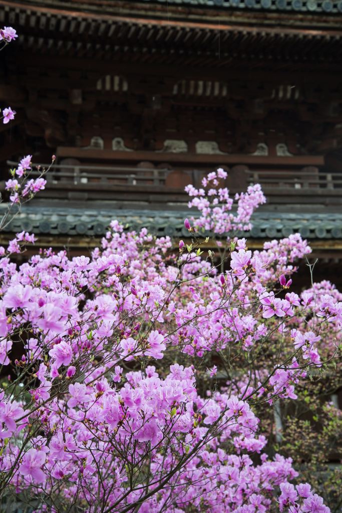 ミツバツツジⅡ