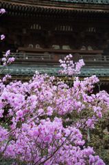 ミツバツツジⅡ