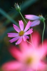 夕暮れ、コスモス