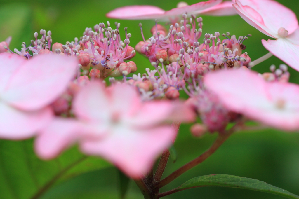 ピンクのガクアジサイ