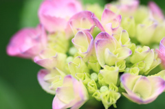 紫陽花２０１１