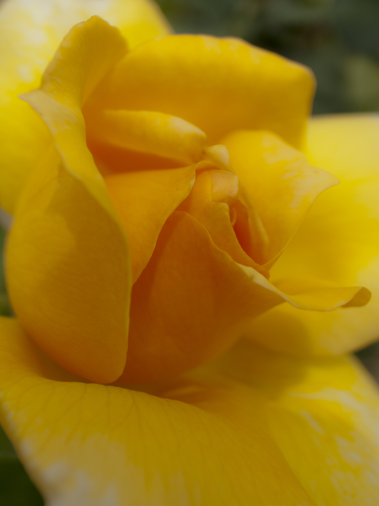 中之島バラ園（イエロー）