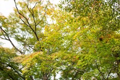 紅葉前