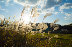 里山の晩秋