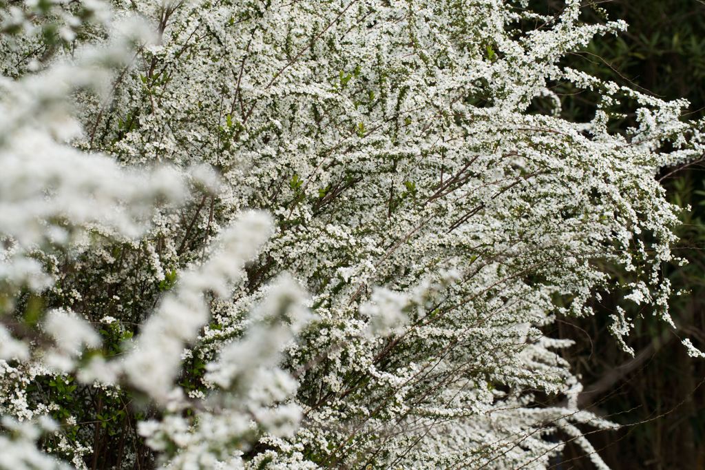 ちっちゃい花の大群