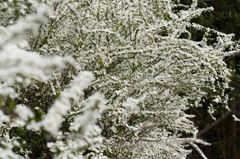 ちっちゃい花の大群