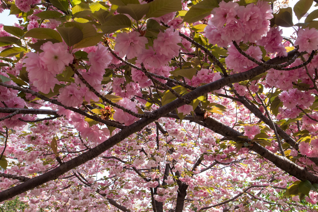 ピンクのトンネル