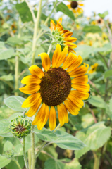 うーん、暑い、、、