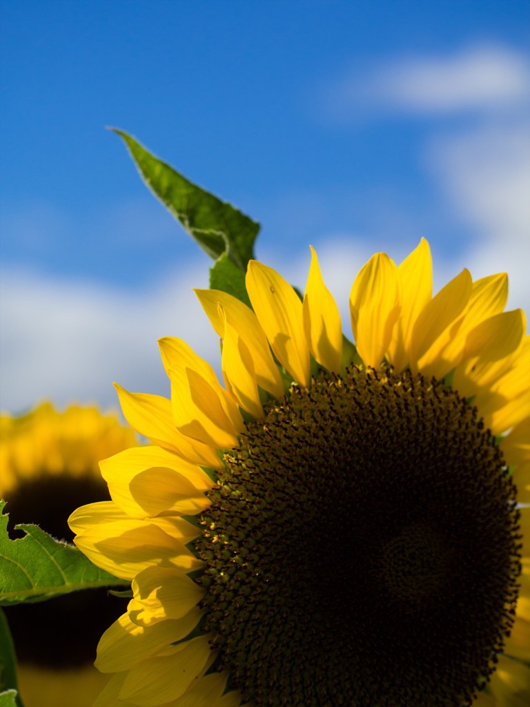 お日様はあっち