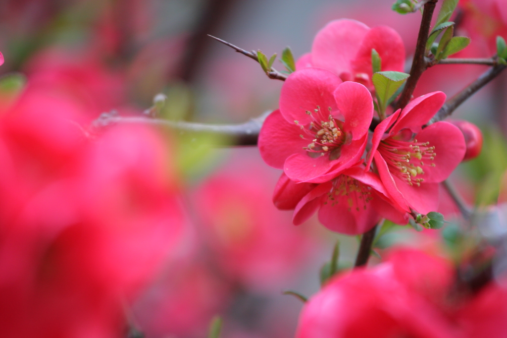 春、木瓜、、、