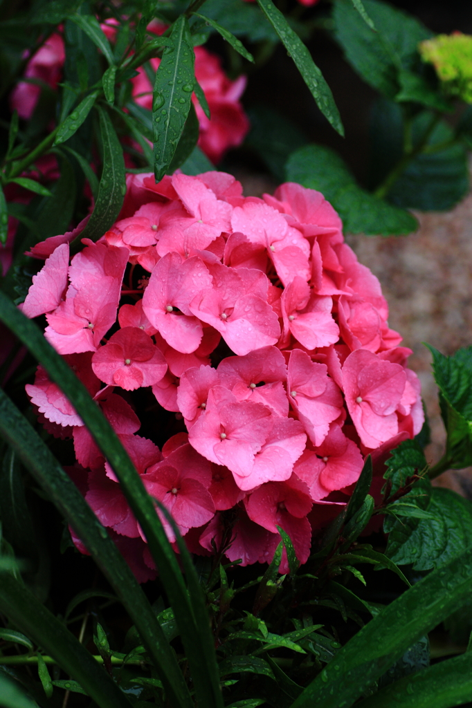 シャワー大好き