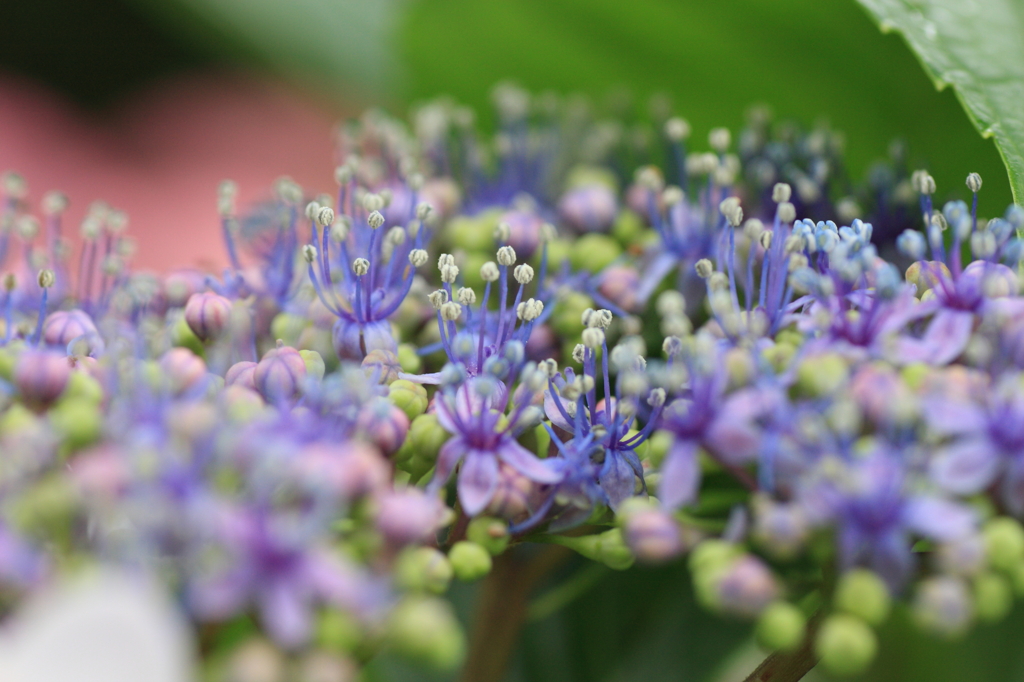 スモールワールド