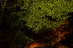 緑から紅へ