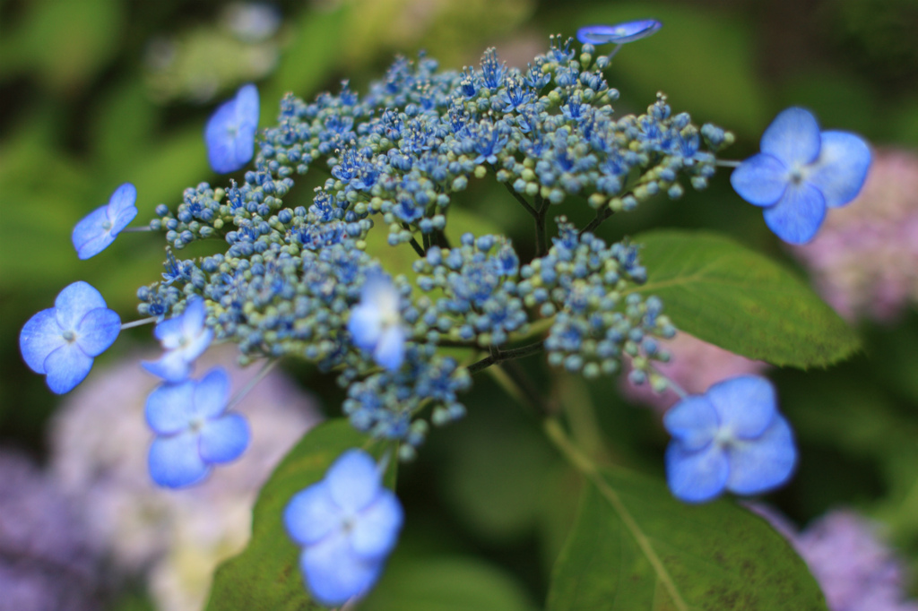 花火