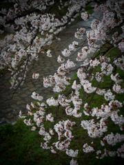 見下ろし桜