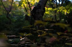 紅葉デビュー