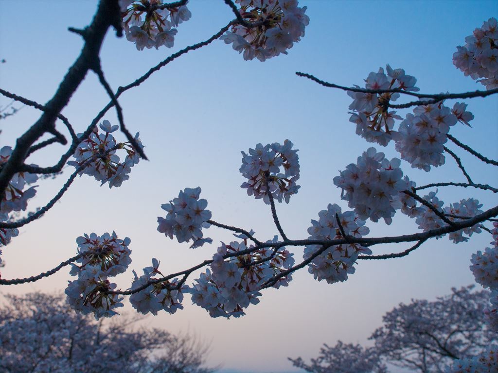 夕暮れ満開