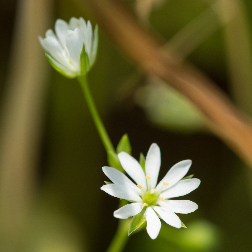 ３ｍｍの花