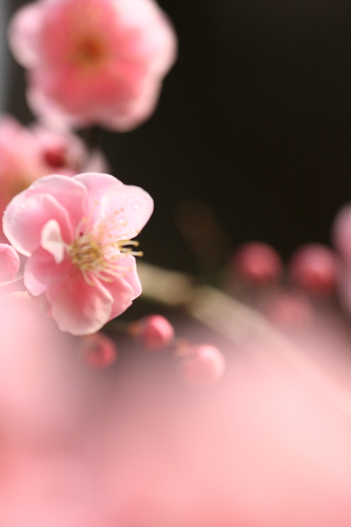 北野天満宮は梅いっぱい