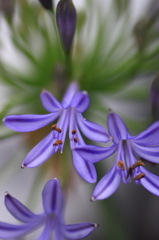 紫陽花よりアガパンサス