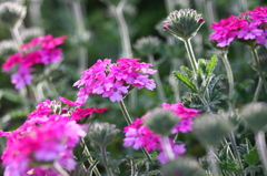 覚えられねぇ(；一_一)