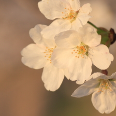 夕桜