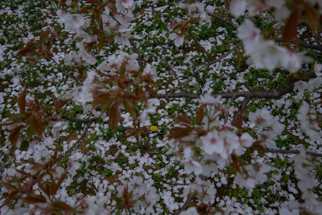 散り際の美学Ⅱ