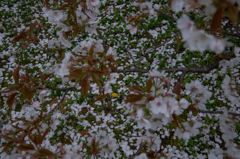 散り際の美学Ⅱ