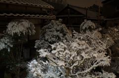 田舎の庭に雪化粧