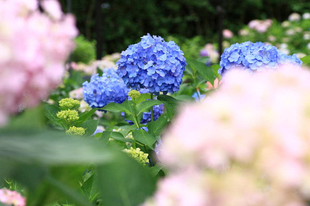 三室戸寺はアジサイ１万本