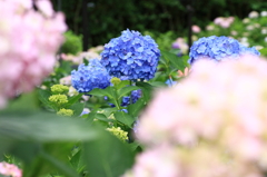 三室戸寺はアジサイ１万本