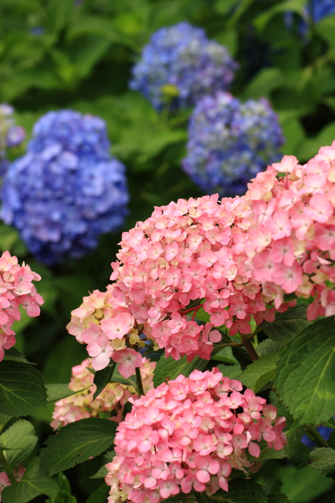 三室戸寺２０１２