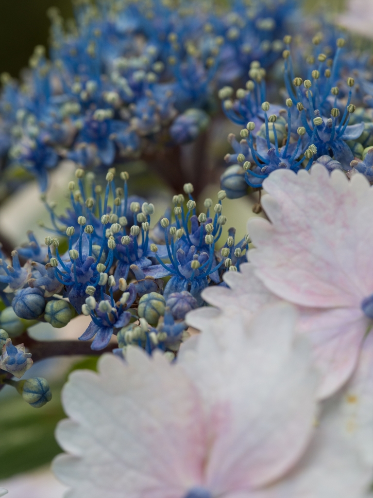 キュートな花びら