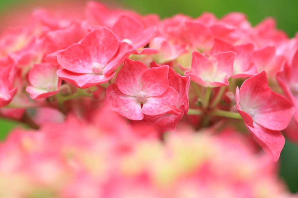 アジサイレッド