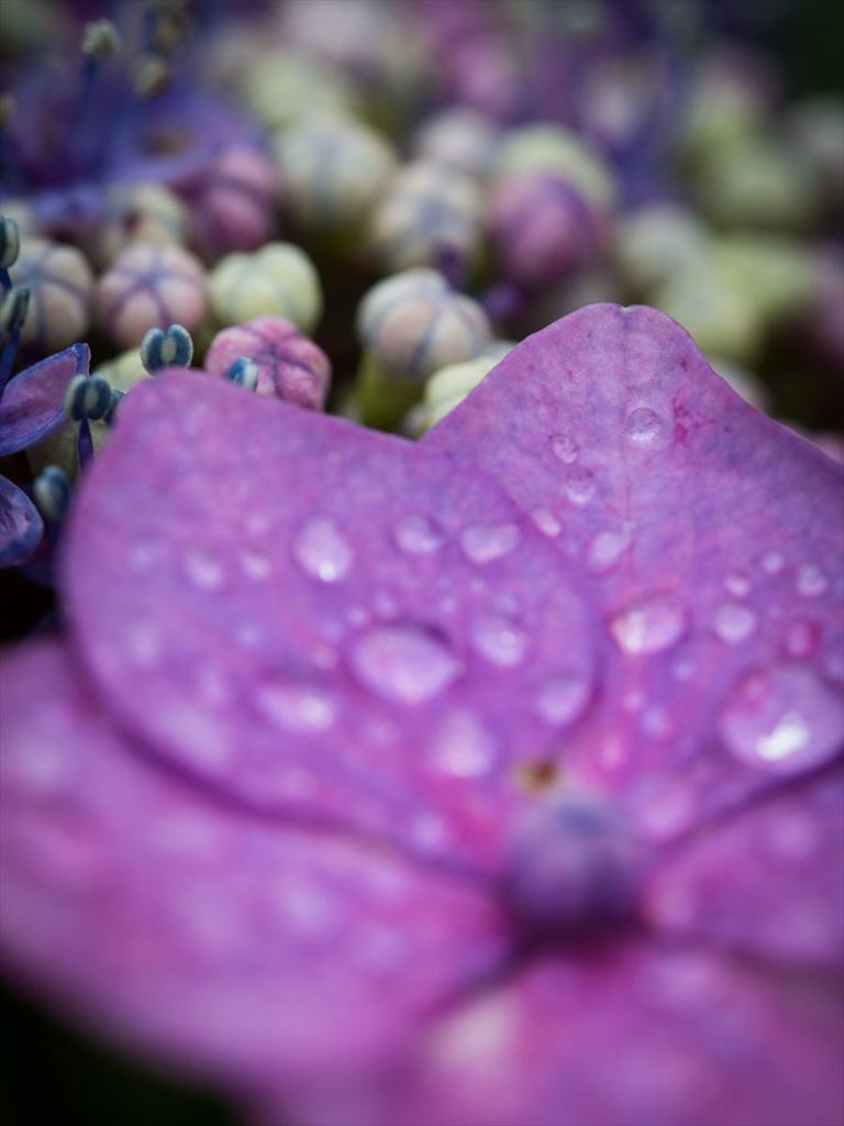 雨だー♡