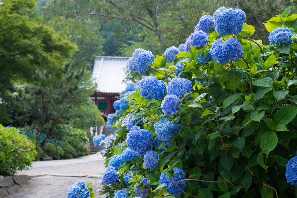 奈良のあじさい寺