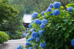 奈良のあじさい寺