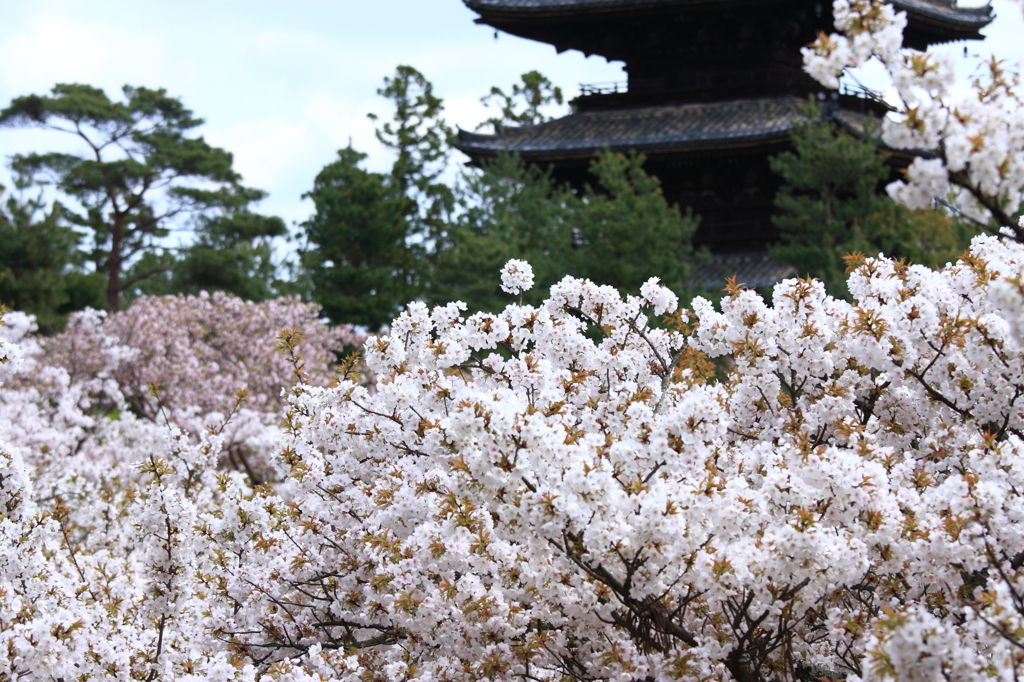 桜の海