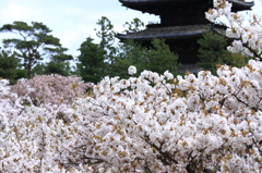 桜の海