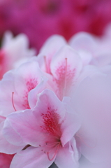 白いツツジが好き！