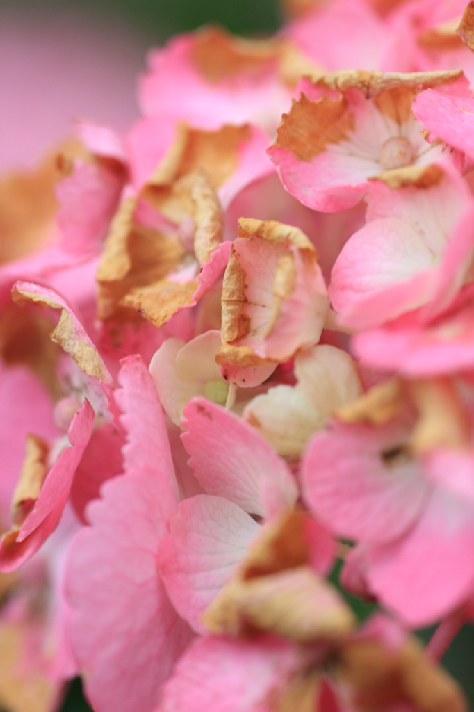 枯れても、美しい