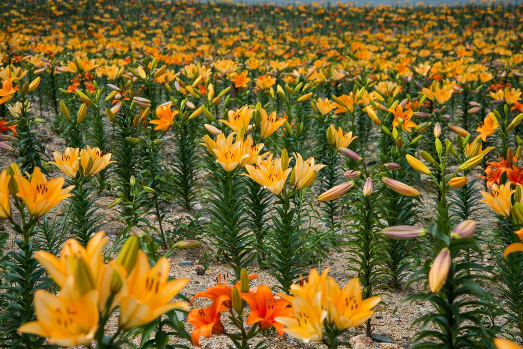 200万輪のゆり園で、