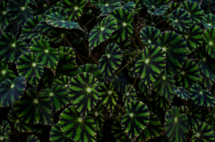 グラウンドのスター