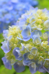 紫陽花２０１２