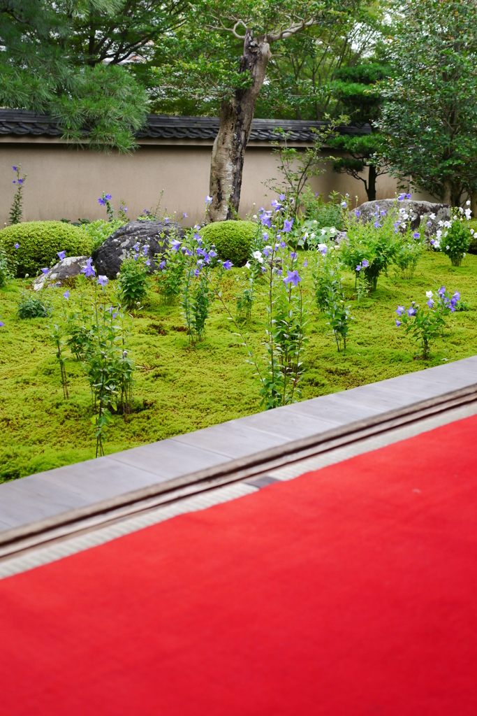 レッドカーペット