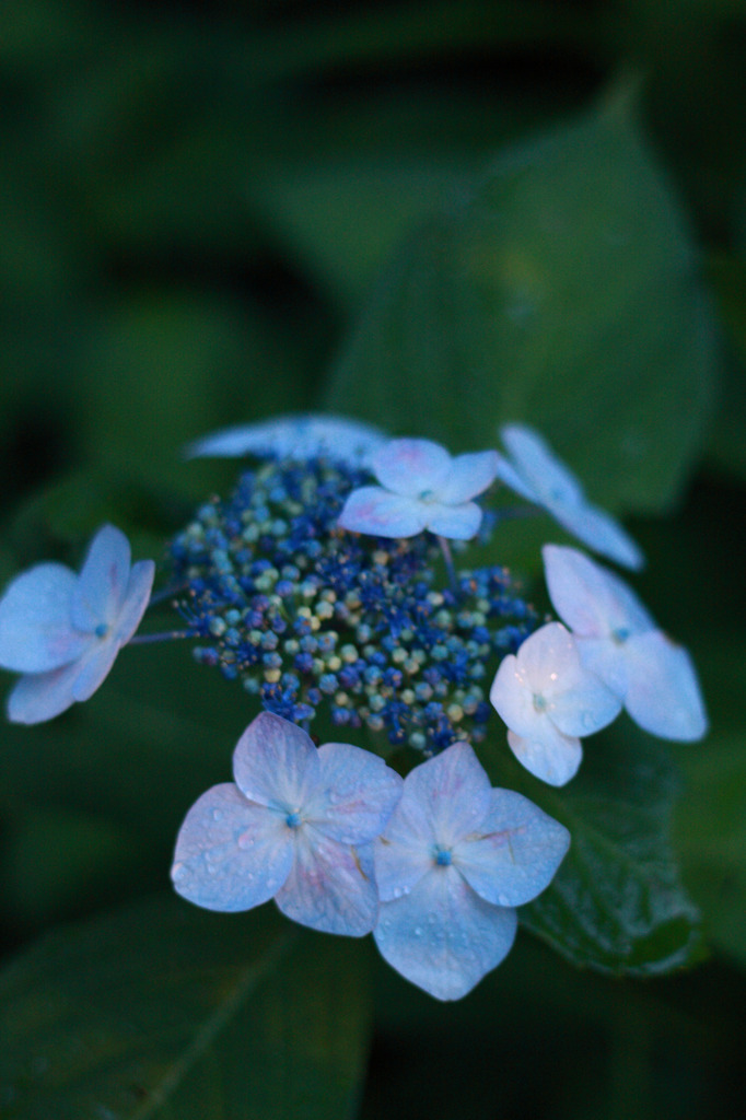 三室戸寺の紫陽花