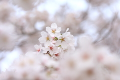 明桜