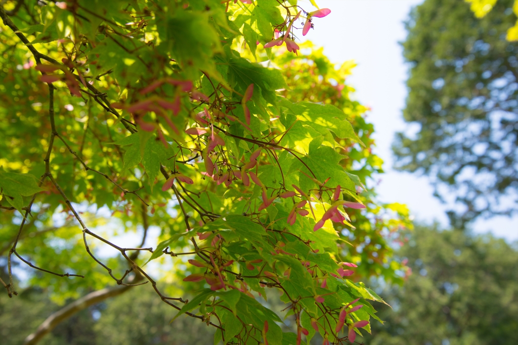 赤い竹コプター