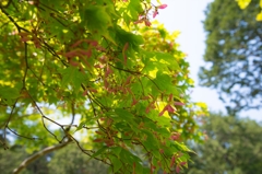 赤い竹コプター