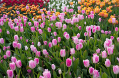 チューリップがいっぱい２
